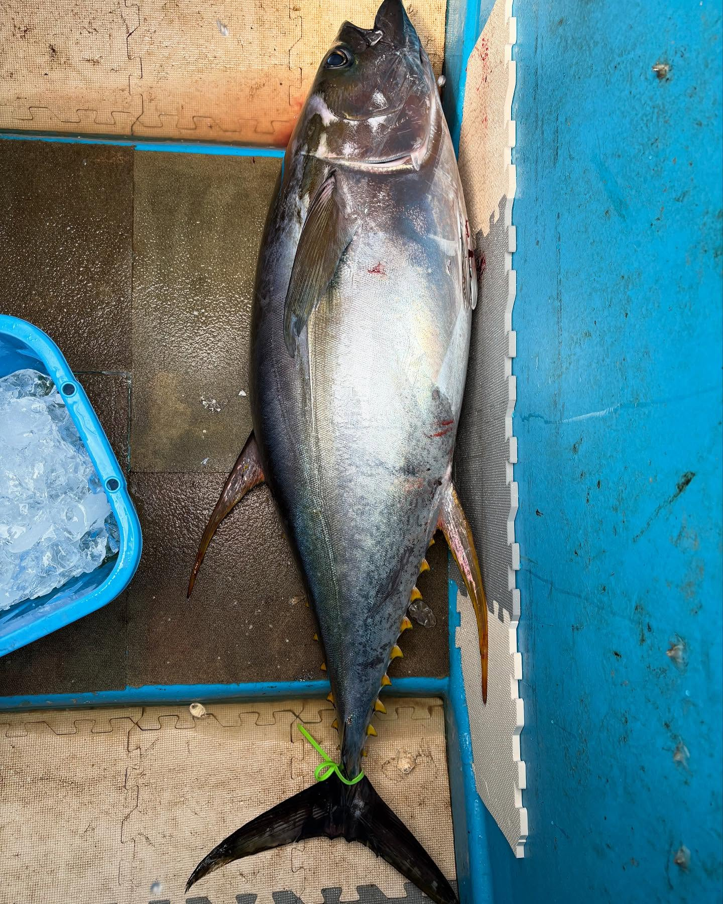 キハダマグロとアジイサキ