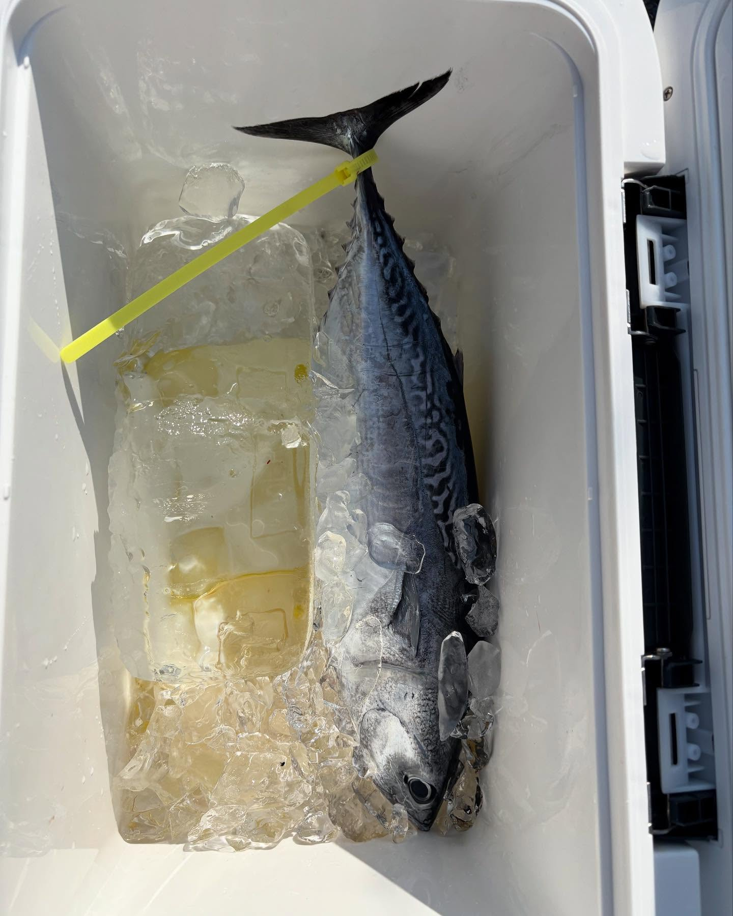 アジイサキ船とキハダマグロ船