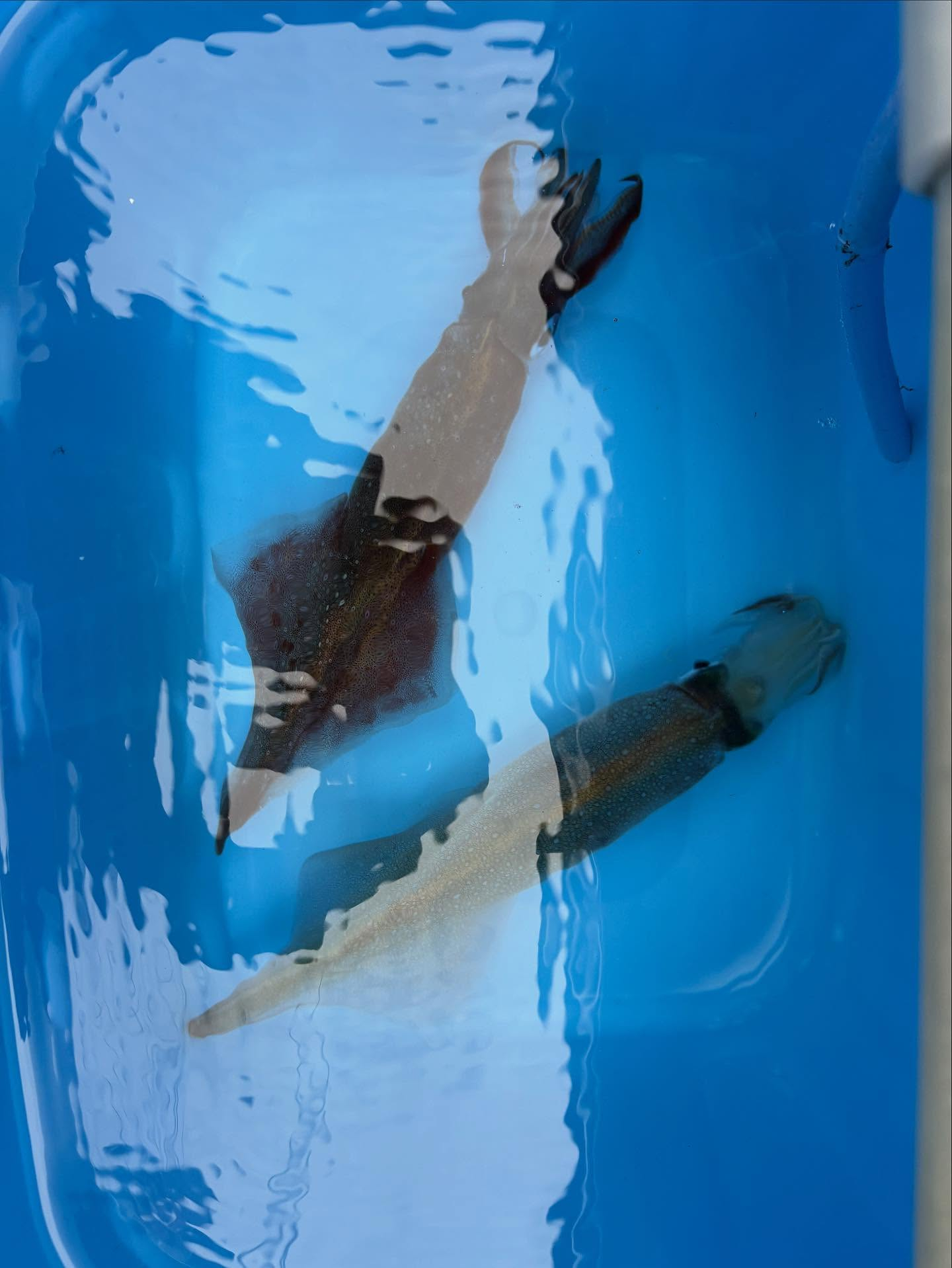 スルメとヤリ船