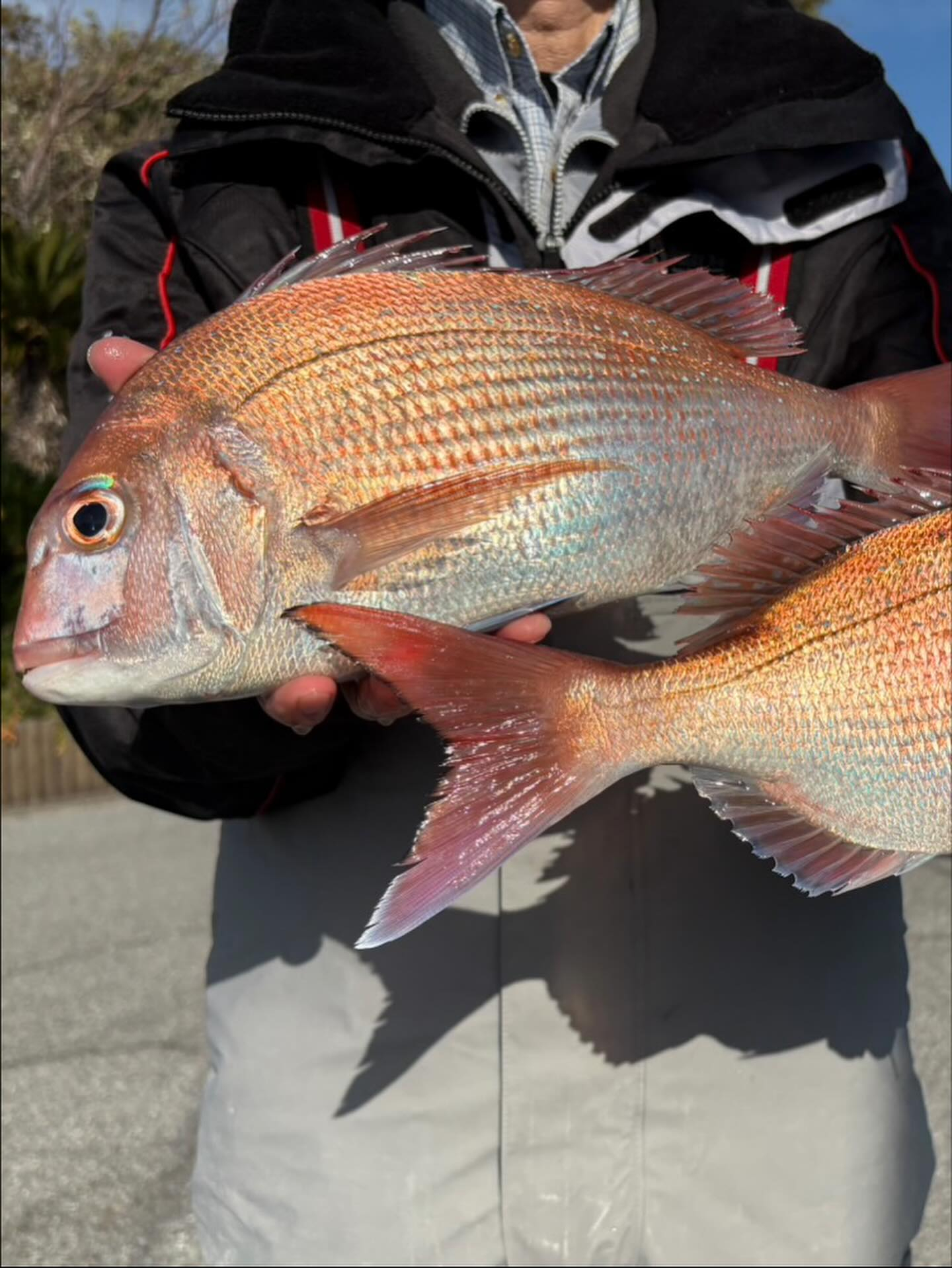 マダイ船とキハダ船