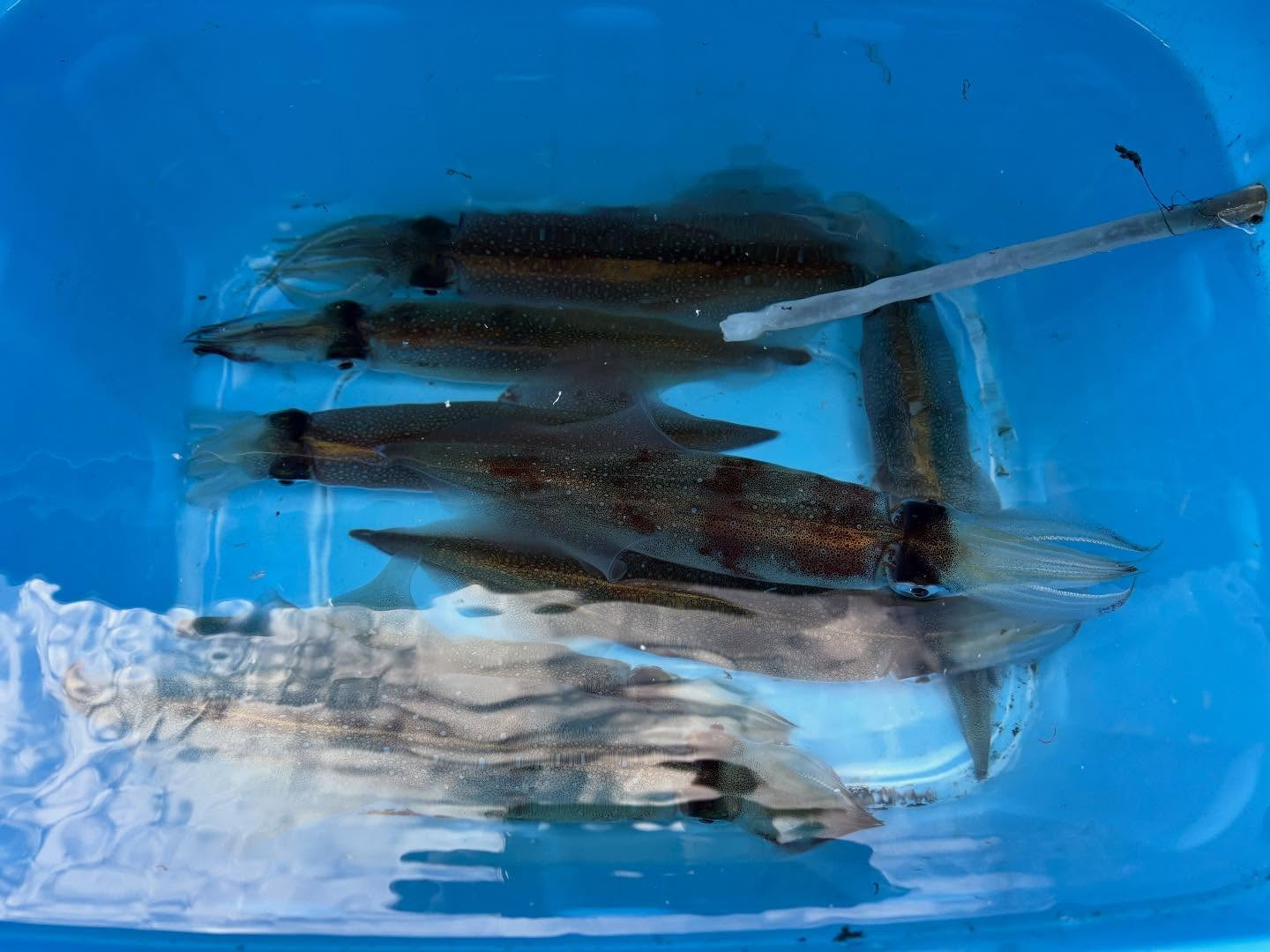 12月9日(火)スルメイカ/ヤリイカ