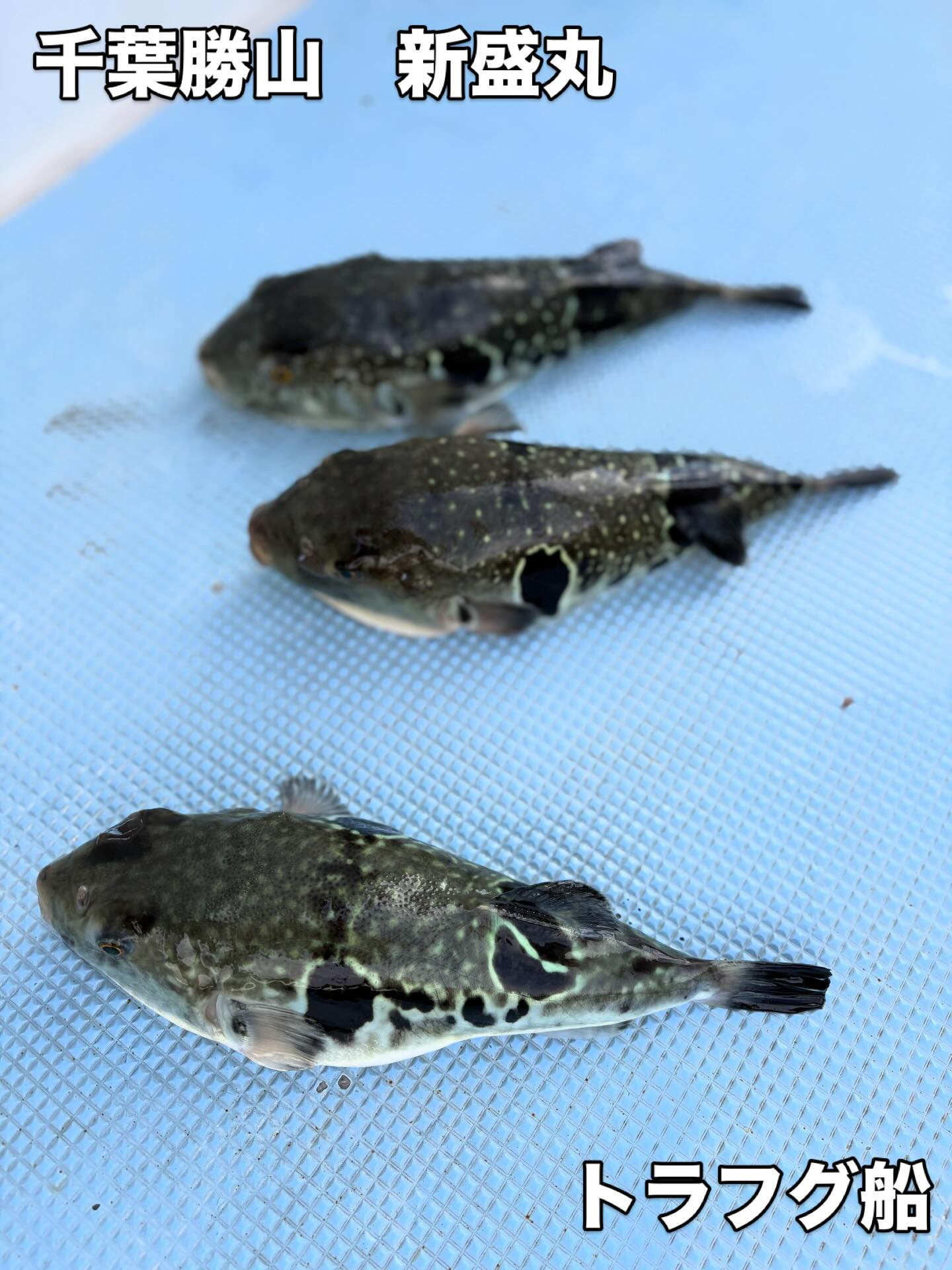 １月９日（金）トラフグ