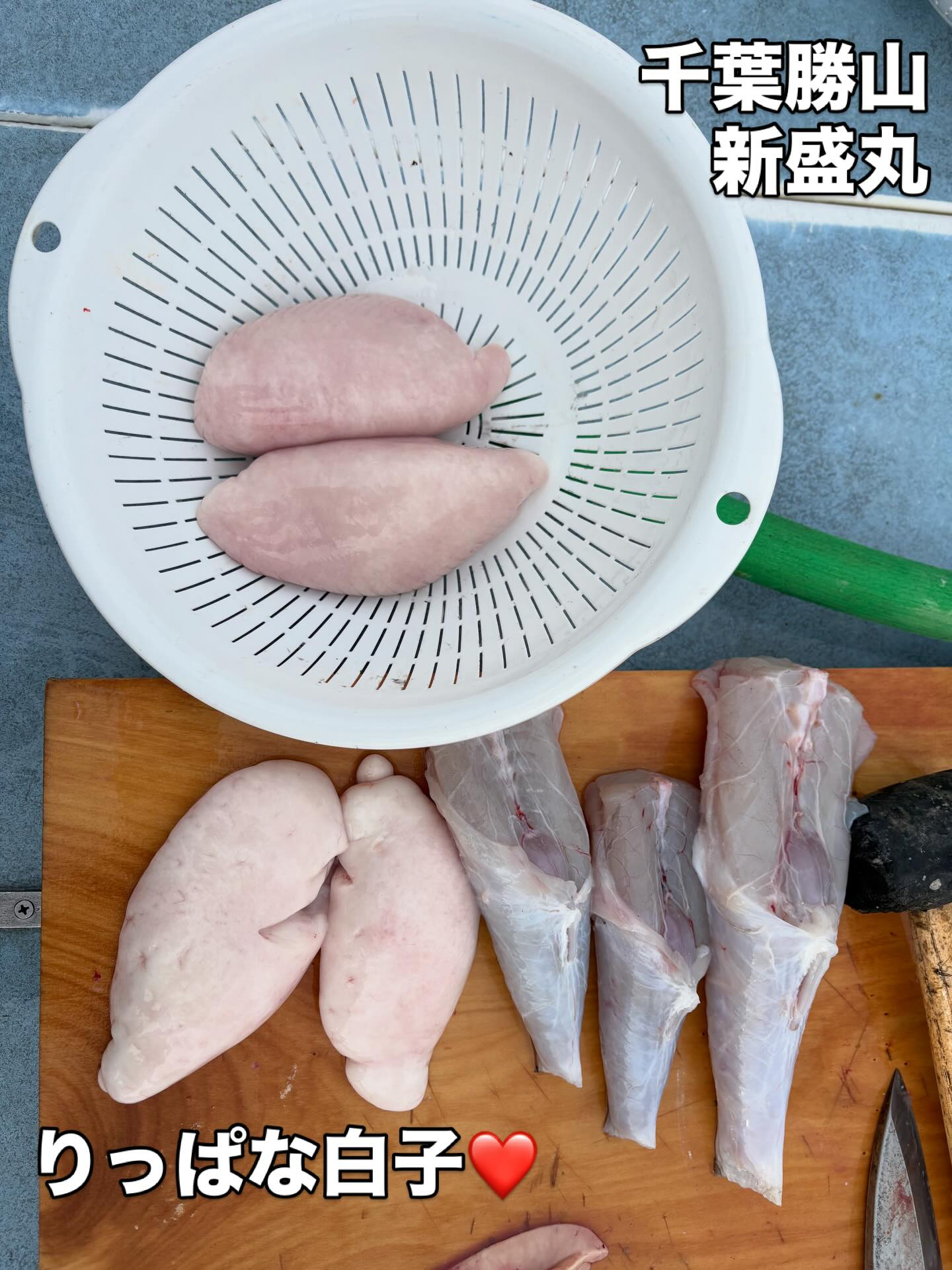 ２月１０日（火）トラフグ