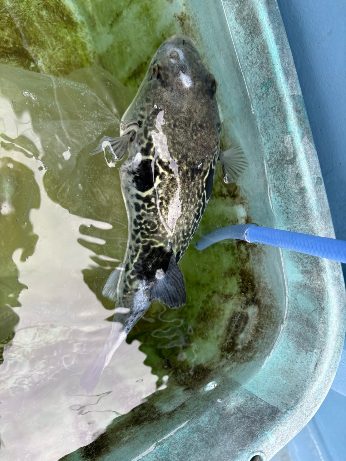 ヤリイカ船とトラフグ船