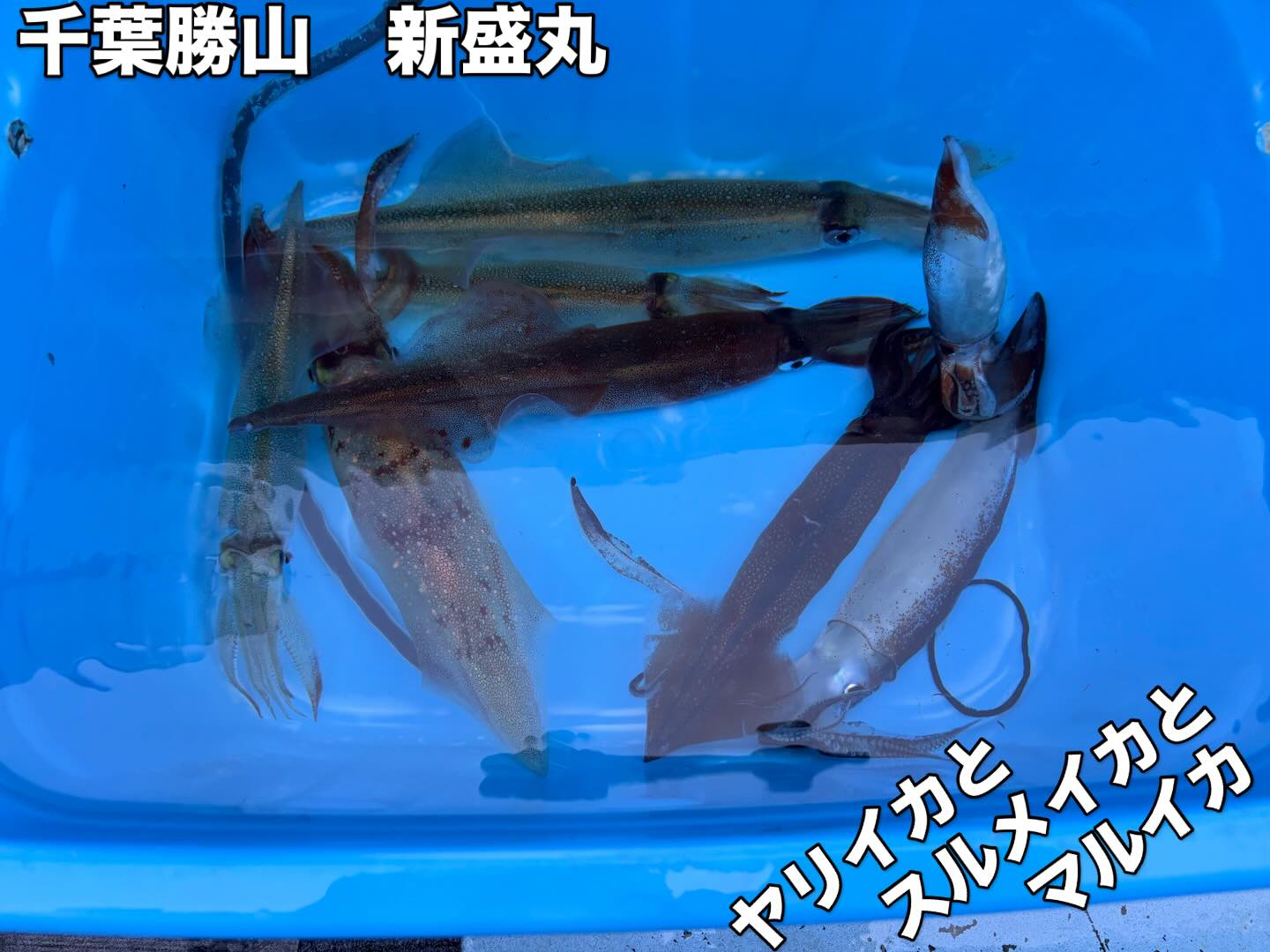 ３月５日（木）ヤリイカ/トラフグ