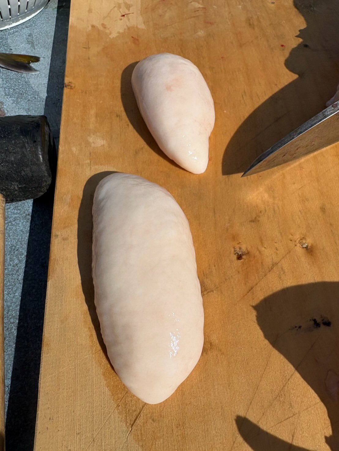 トラフグ船とヤリイカ船