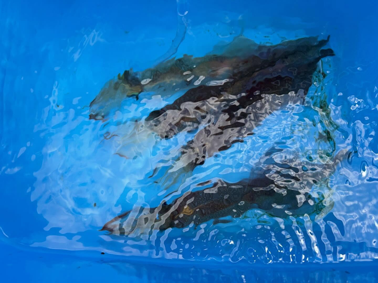 ３月１０日（火）ヤリイカ/トラフグ