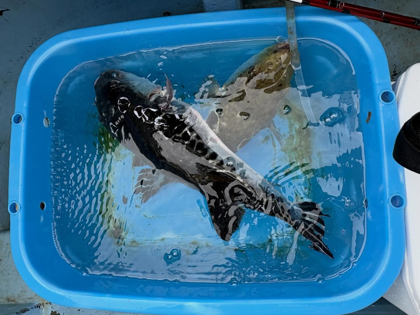 マダイ船とトラフグ船