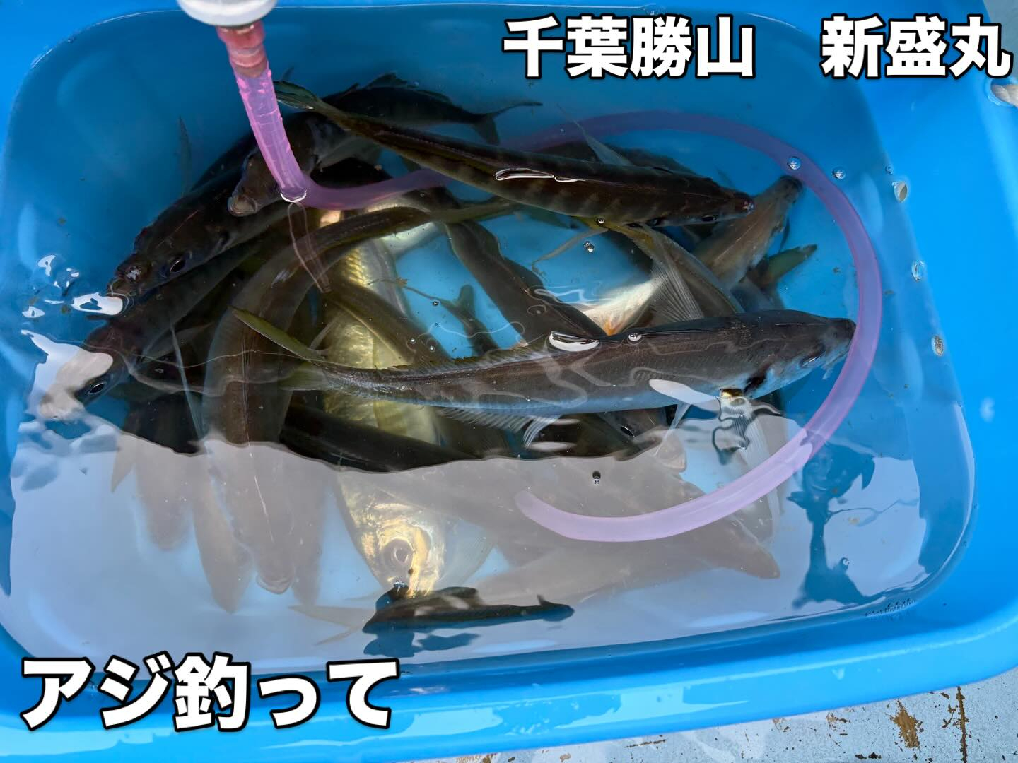 アジイサキ船とマルイカ船