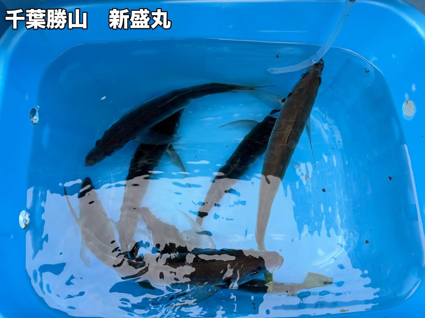 アジイサキ船