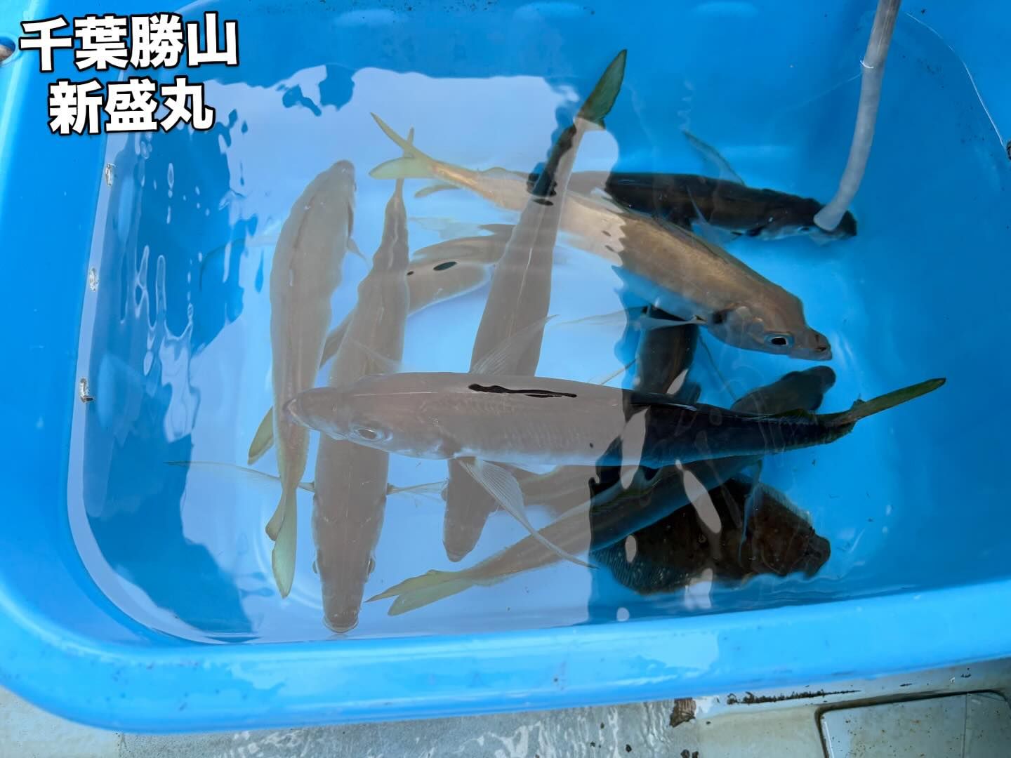 ６月９日（火）アジ/イサキ/ワラサ