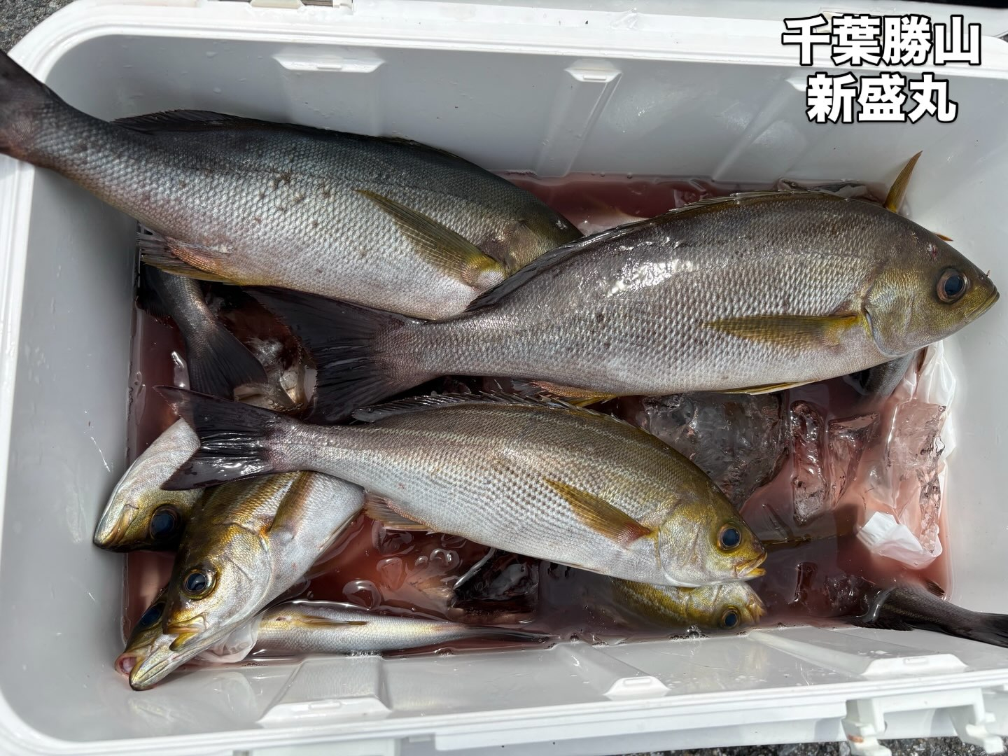 アジイサキ船とフカセのキハダマグロ船