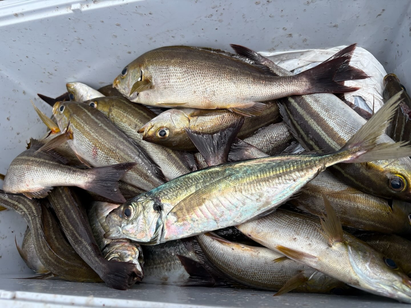 アジイサキ船とフカセのキハダマグロ船