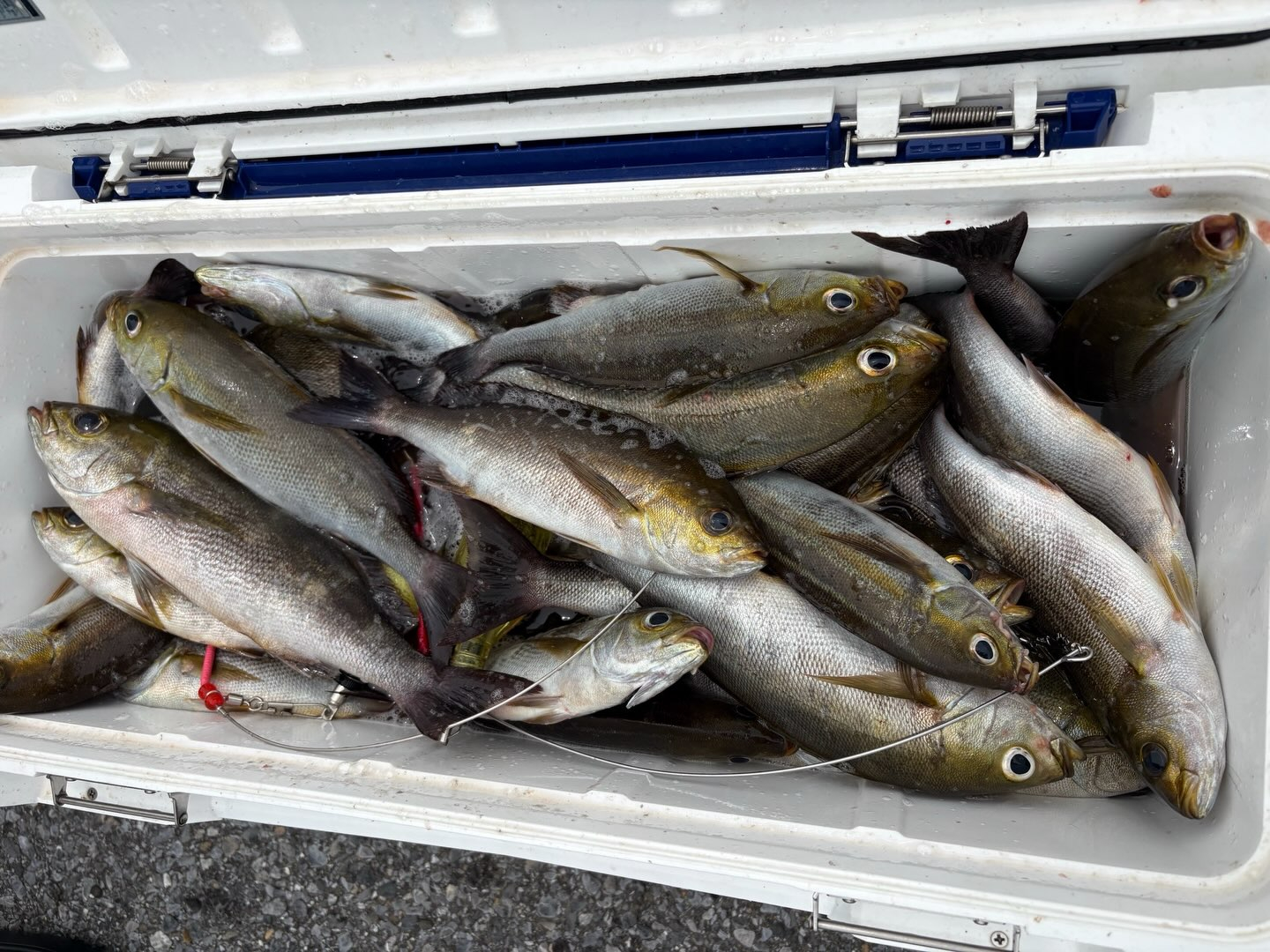 アジイサキ船とキハダマグロ船
