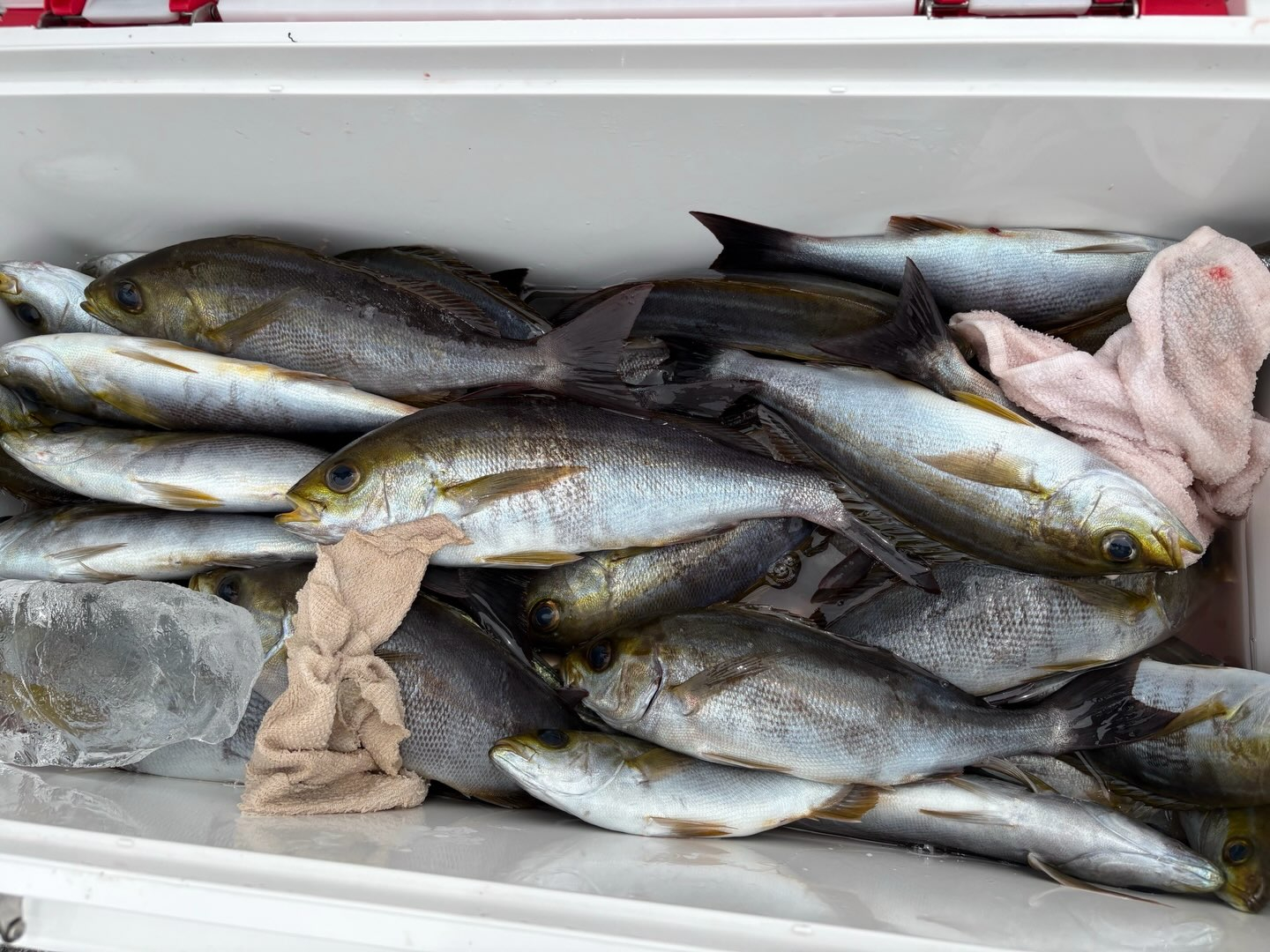 アジイサキ船とキハダマグロ船