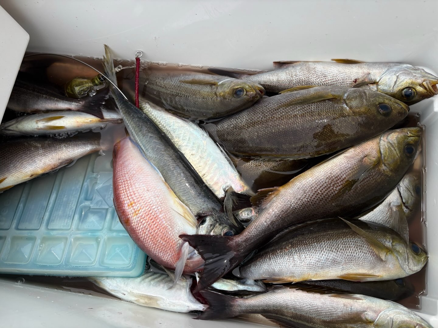 アジイサキ船とキハダマグロ船