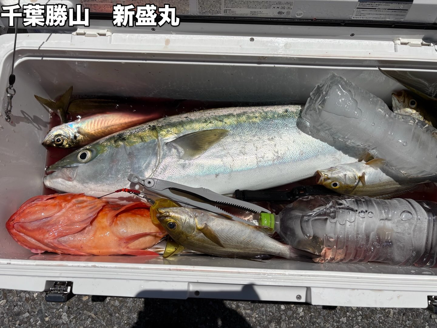 今日は、