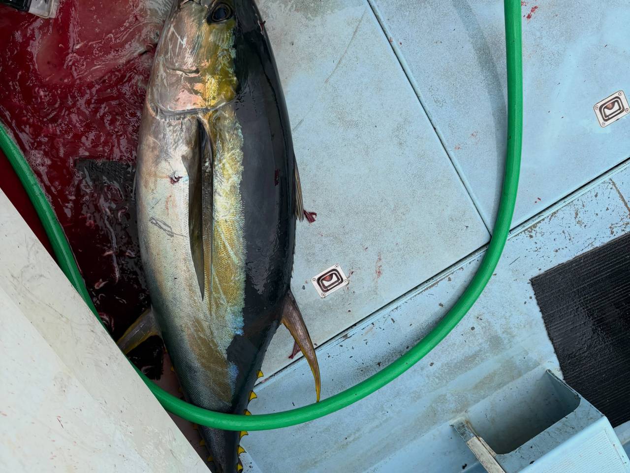 ワラサ船とキハダマグロ船