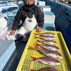 １１月１９日（水）マダイ