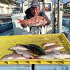 １２月１１日（木）マダイ