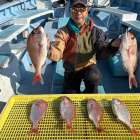 １２月１７日（水）ヤリイカ/マダイ