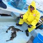 ４月２日（木）トラフグ