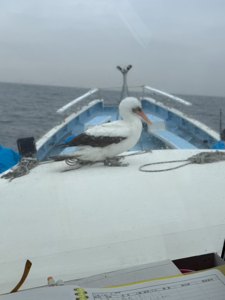 ヤリイカ船ですが