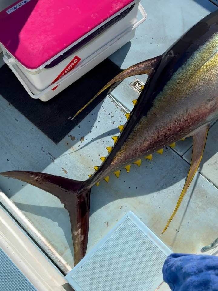 キハダマグロ船途中報告